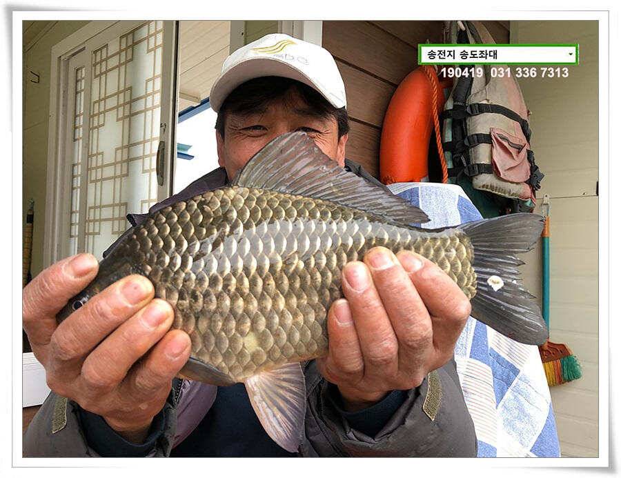 마릿수 드러낸 송도좌대 조황 (유료터정보 - 유료터점주조황)