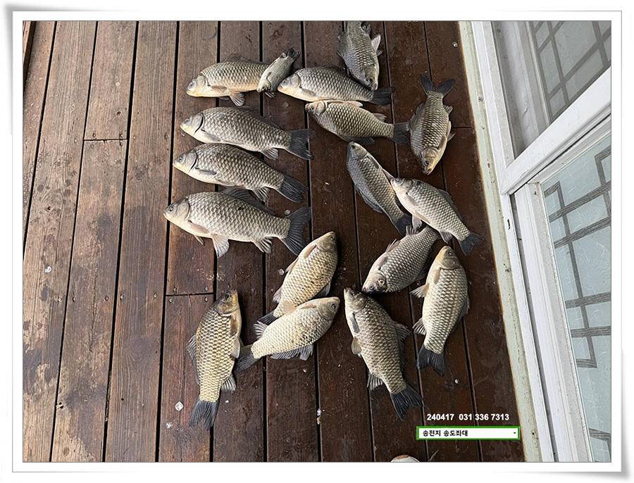 4짜는 산란중 (유료터정보 - 유료터점주조황)