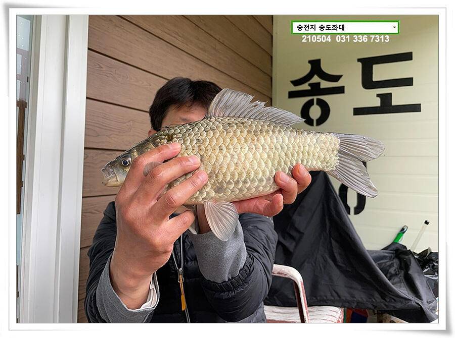 배수에도 4짜송전지 송도좌대 조황 (유료터정보 - 유료터점주조황)