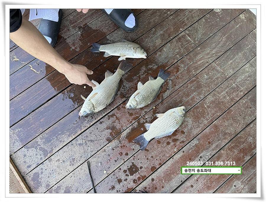 어른이 날 4짜 (유료터정보 - 유료터점주조황)
