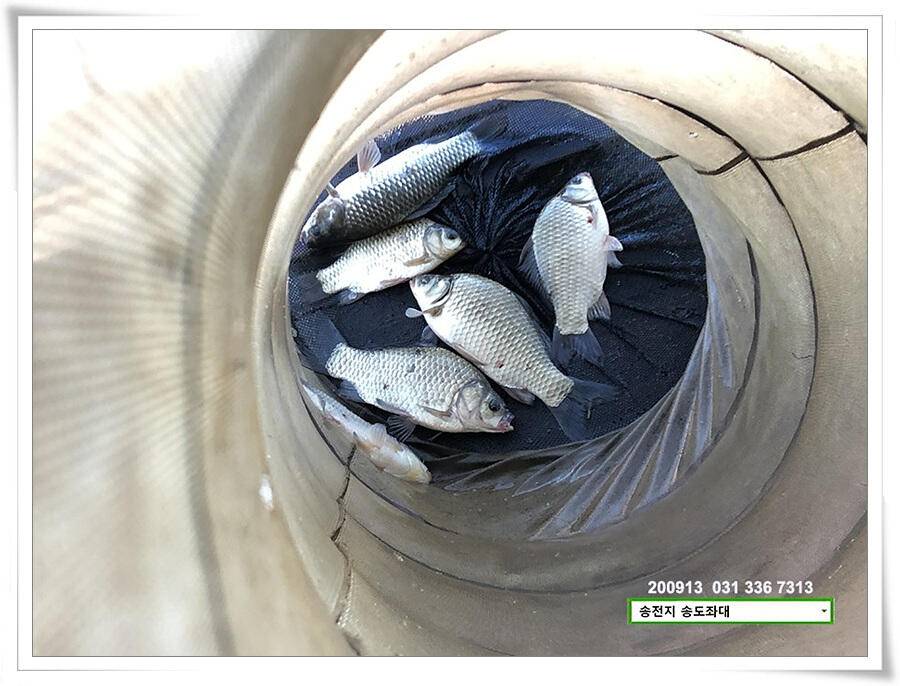 가을 첫 4짜 (유료터정보 - 유료터점주조황)