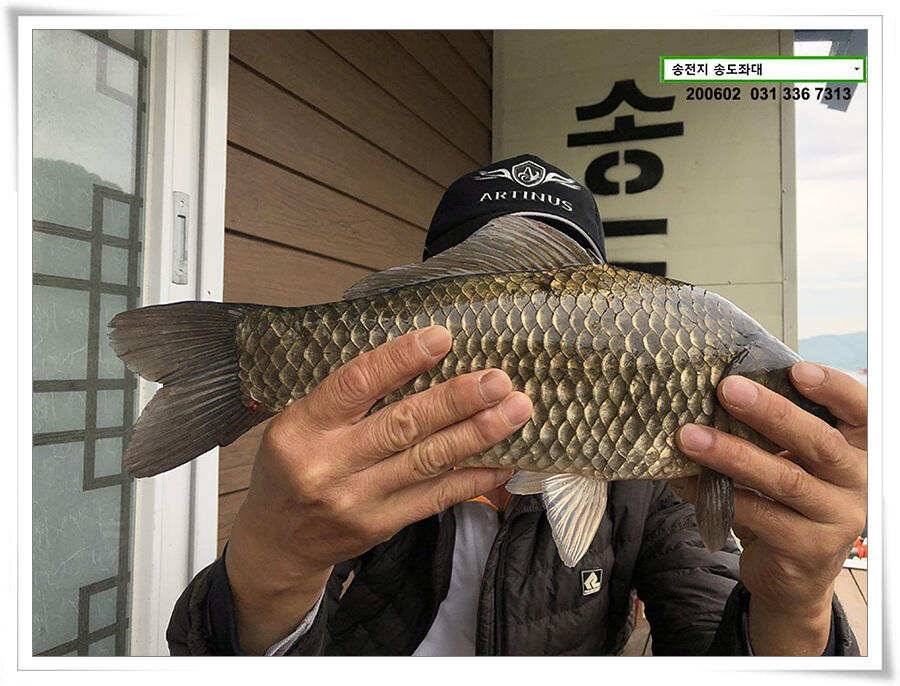 송전지 송도집 좌대 조황 송전낚시터 (유료터정보 - 유료터점주조황)