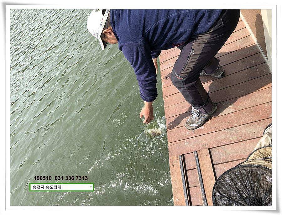송전낚시터 송도좌대 조황 (유료터정보 - 유료터점주조황)