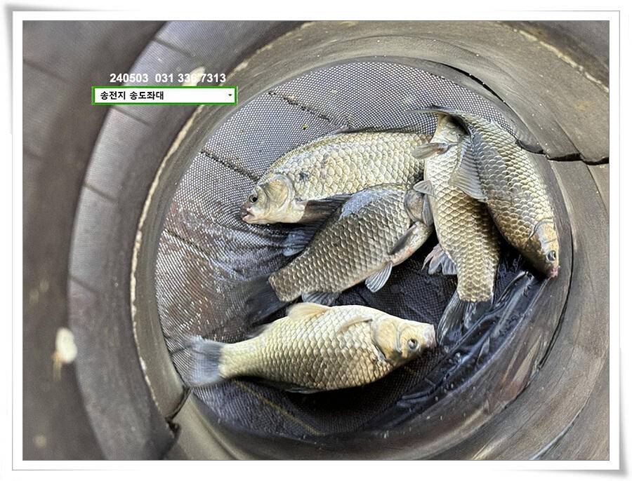 어른이 날 4짜 (유료터정보 - 유료터점주조황)