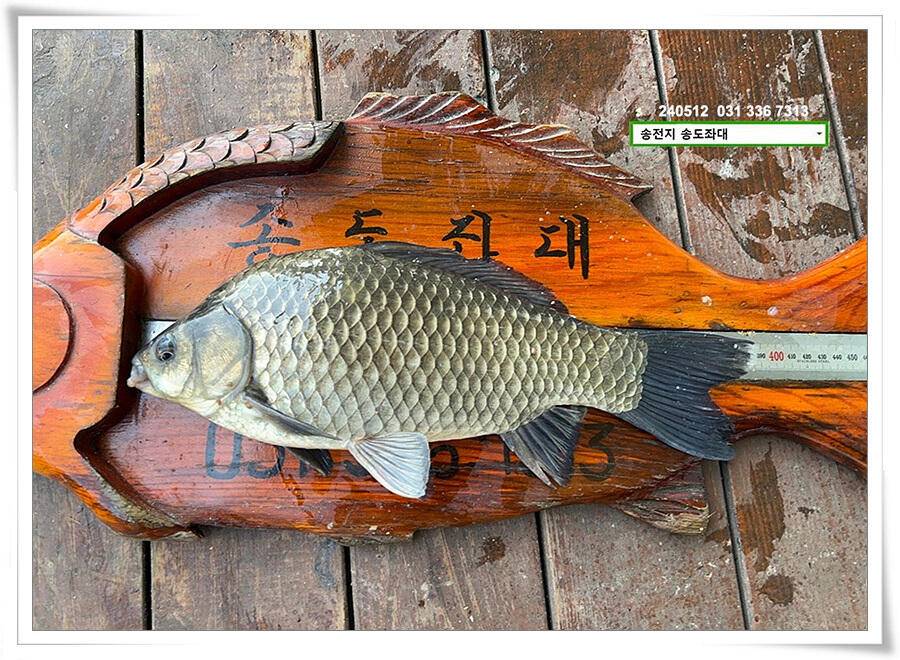 휴일 조황 (유료터정보 - 유료터점주조황)