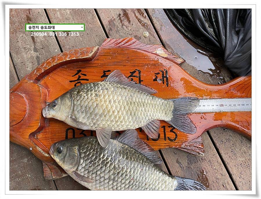 배수에도 4짜송전지 송도좌대 조황 (유료터정보 - 유료터점주조황)