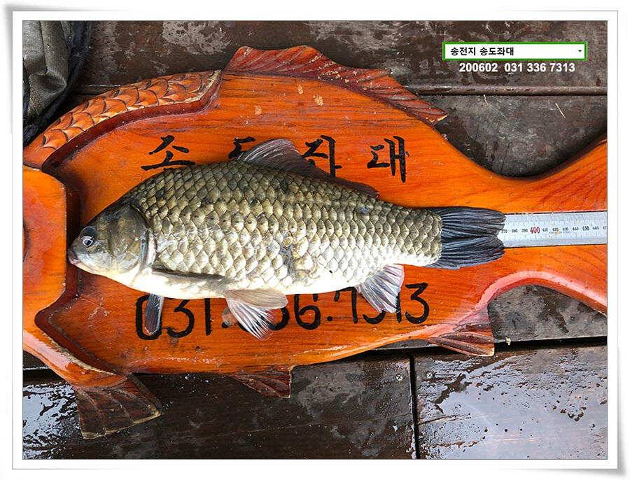 송전지 송도집 좌대 조황 송전낚시터 (유료터정보 - 유료터점주조황)