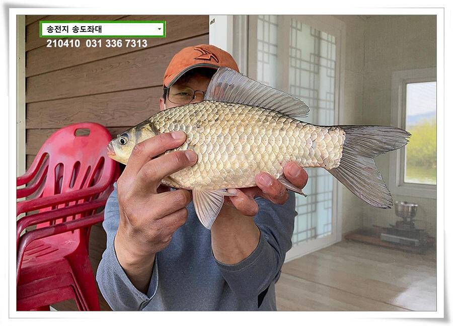 4짜 셋 혹은 둘 송전지 송전낚시터 송도좌대 조황 (유료터정보 - 유료터점주조황)