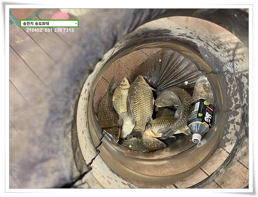 4짜 잼 꿀 잼 용인송전지 송도좌대 조황 (유료터정보 - 유료터점주조황)