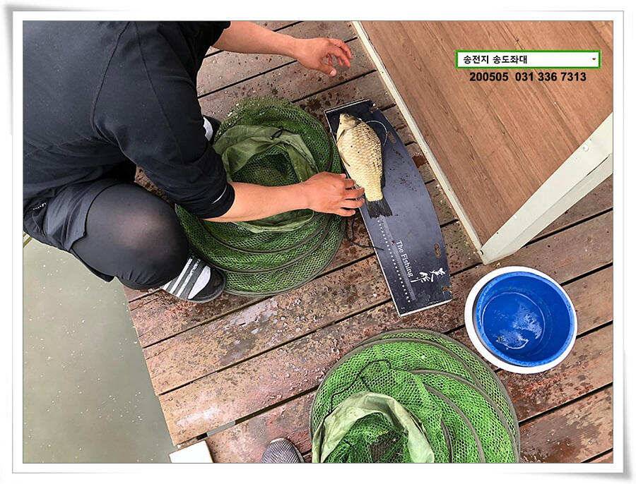 송전지 송도좌대 연휴조황 (유료터정보 - 유료터점주조황)