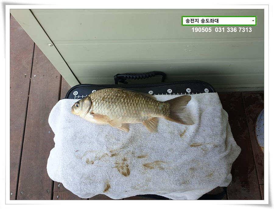 송전지 송도좌대 조황 (유료터정보 - 유료터점주조황)