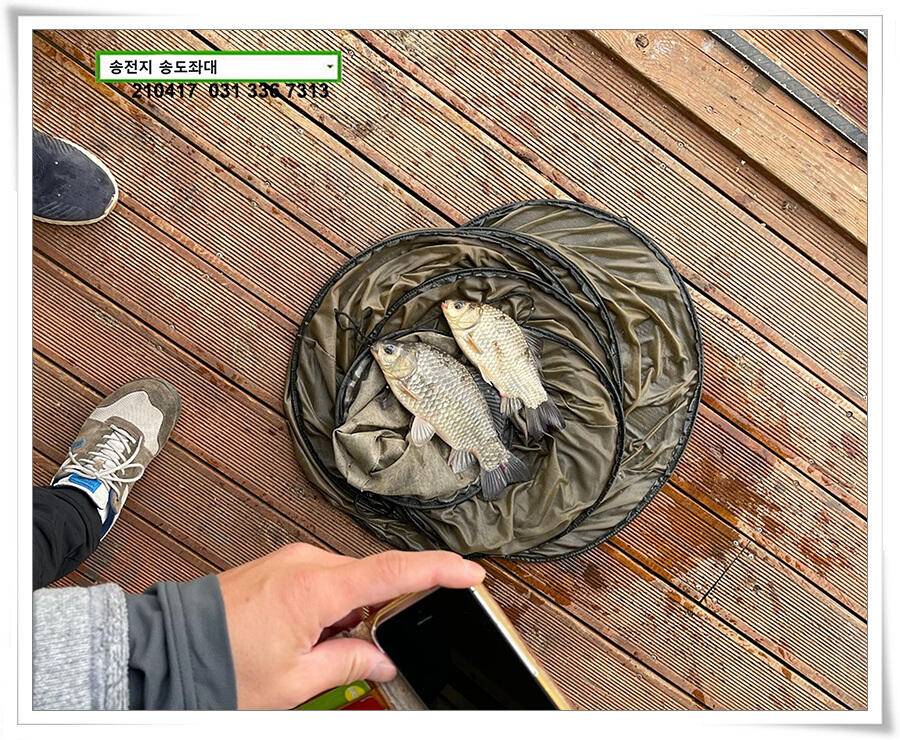 4짜 저격하기송전지 송도좌대 조황 (유료터정보 - 유료터점주조황)