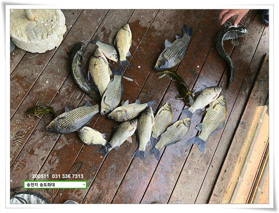 송전지 송전낚시터 송도집 좌대 조황 (유료터정보 - 유료터점주조황)