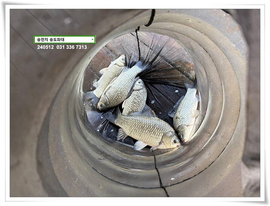 덩어리 혹은 마릿수 (유료터정보 - 유료터점주조황)