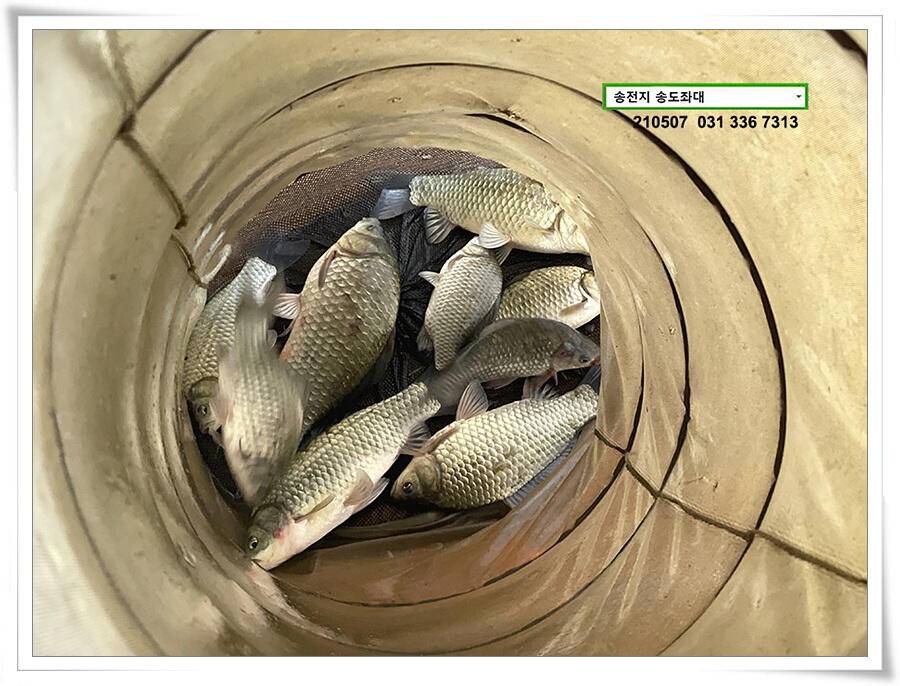 풍파에도 허리급송전지 송도좌대 조황 (유료터정보 - 유료터점주조황)