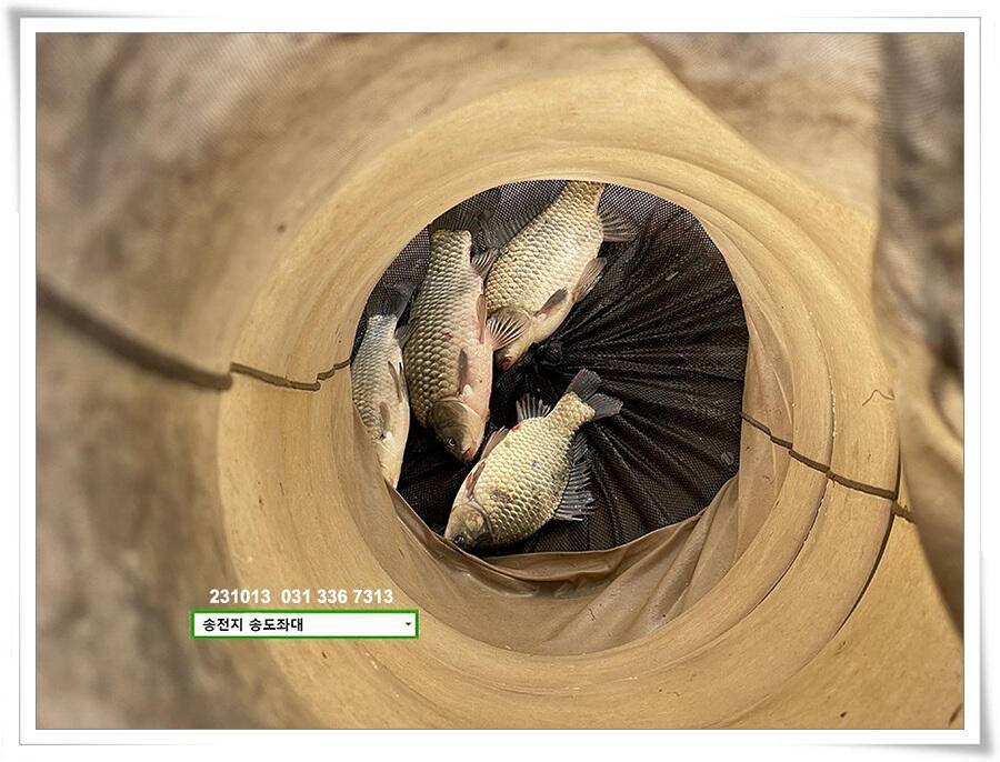 대물의 재림 (유료터정보 - 유료터점주조황)