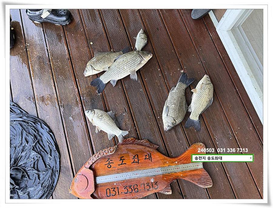 어른이 날 4짜 (유료터정보 - 유료터점주조황)