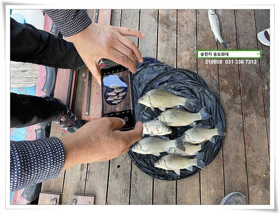 송전지 송전낚시터 송도좌대 조황 (유료터정보 - 유료터점주조황)