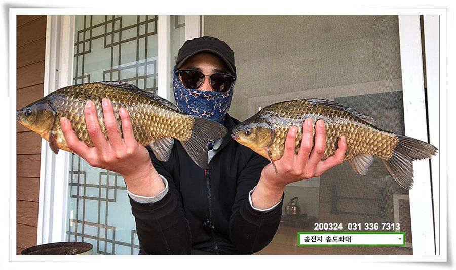 덩어리 등판하는 송전지 송도좌대 조황 (유료터정보 - 유료터점주조황)