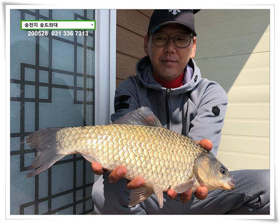 4짜 혹은 이십4짜송전지 송도좌대 조황 (유료터정보 - 유료터점주조황)