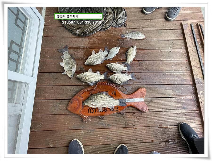 풍파에도 허리급송전지 송도좌대 조황 (유료터정보 - 유료터점주조황)