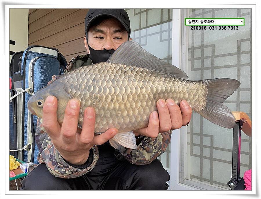 근사한 덩어리 낚기 송전지 송도좌대 조황 (유료터정보 - 유료터점주조황)