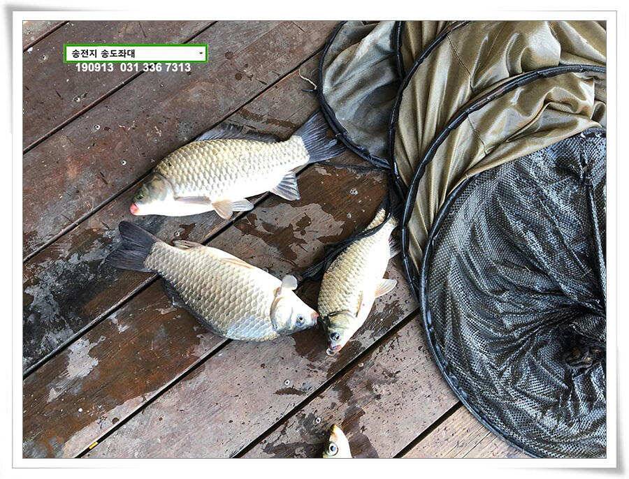 가을 덩어리 낚기 (유료터정보 - 유료터점주조황)