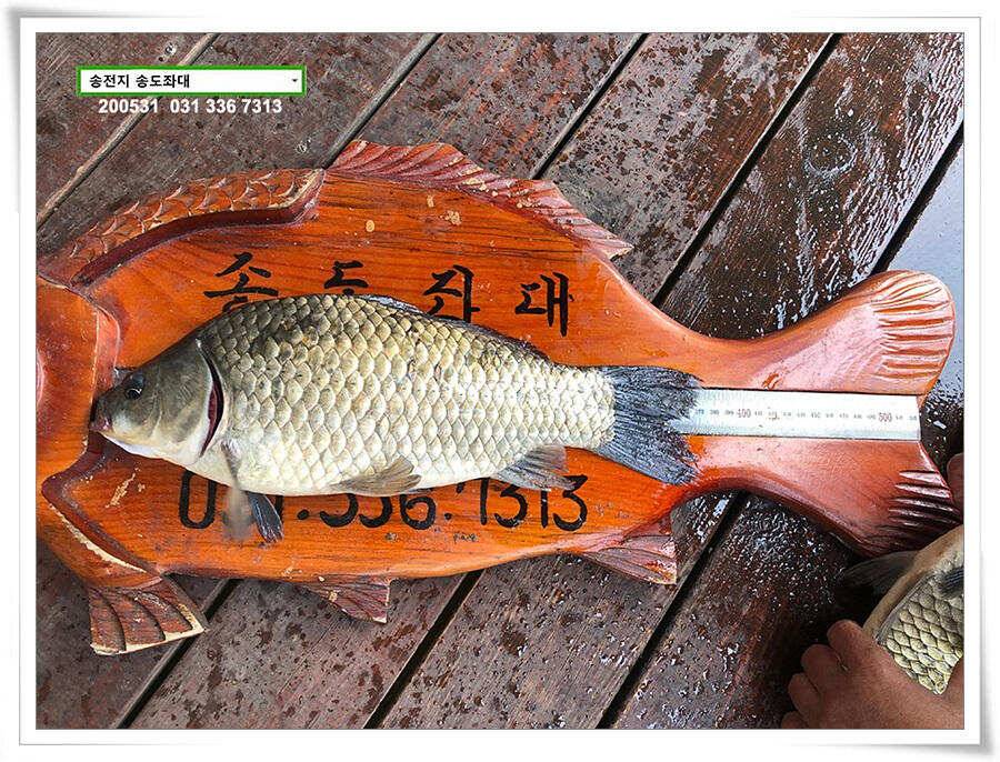 2차 직딩의 난송전지 송도좌대 조황 (유료터정보 - 유료터점주조황)