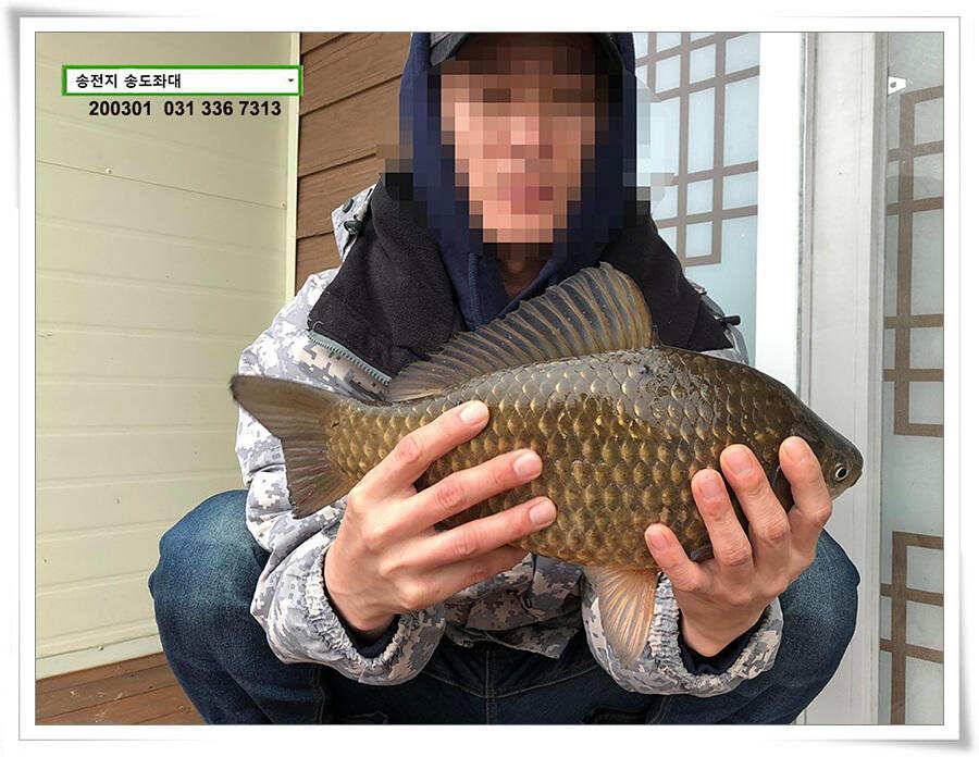 연이은 덩어리 송전지 송도좌대 조황 (유료터정보 - 유료터점주조황)