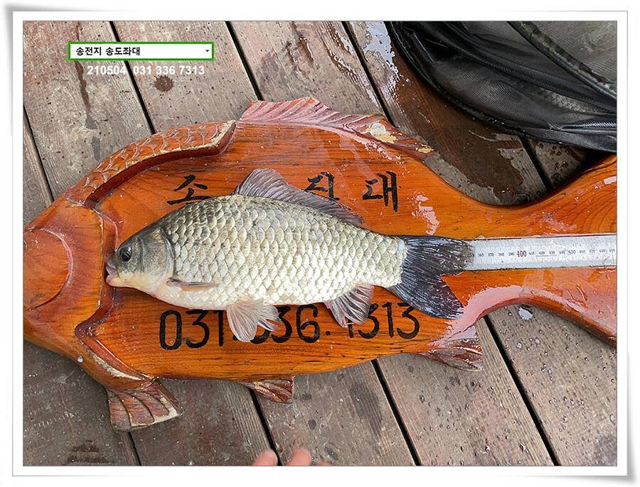 배수에도 4짜송전지 송도좌대 조황 (유료터정보 - 유료터점주조황)