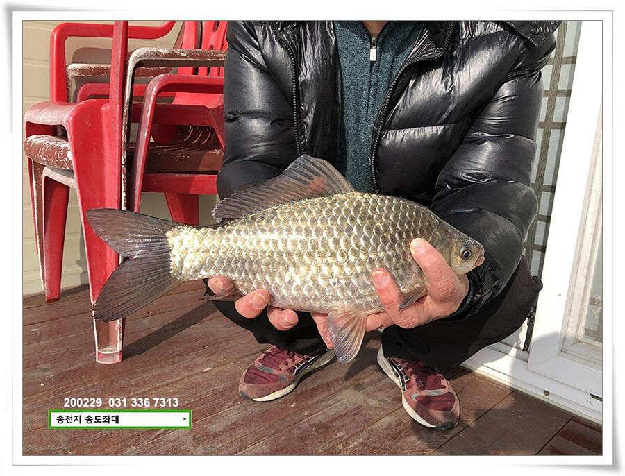 4짜 참전하는 송전지 송도좌대 조황 (유료터정보 - 유료터점주조황)