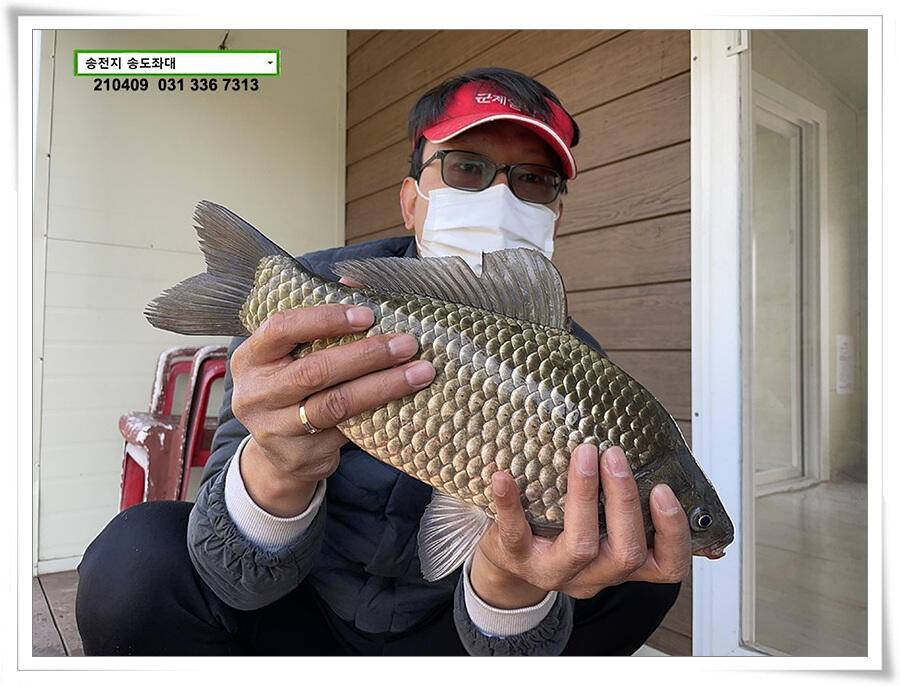 4짜 셋 혹은 둘 송전지 송전낚시터 송도좌대 조황 (유료터정보 - 유료터점주조황)