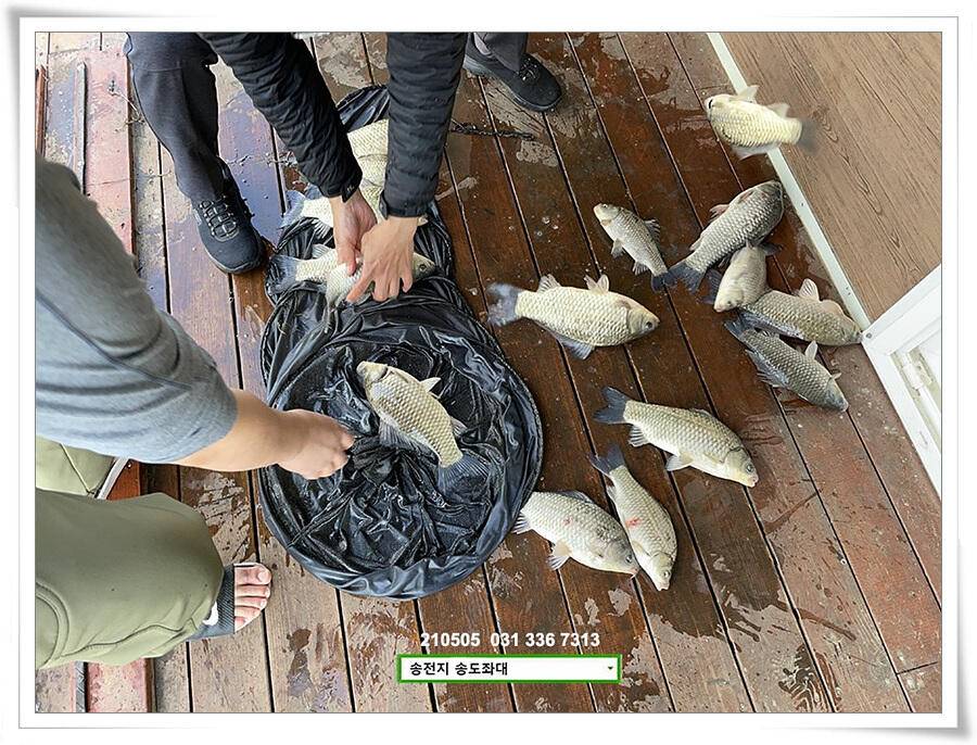 어른이 날 4짜송전지 송도집 좌대 조황 (유료터정보 - 유료터점주조황)