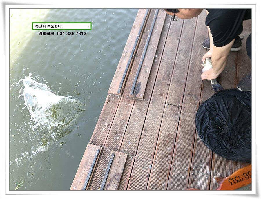 송전지 송전낚시터 송도집 좌대 조황 (유료터정보 - 유료터점주조황)