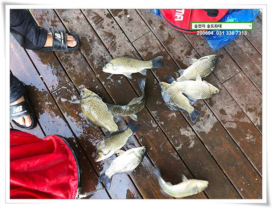 송전지 송도좌대 조황 (유료터정보 - 유료터점주조황)