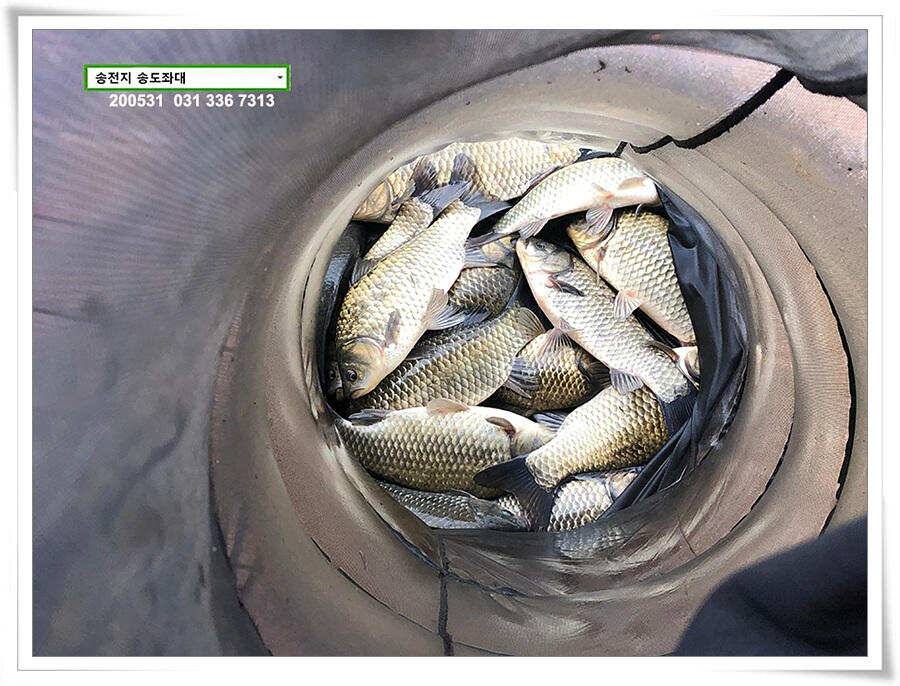 2차 직딩의 난송전지 송도좌대 조황 (유료터정보 - 유료터점주조황)
