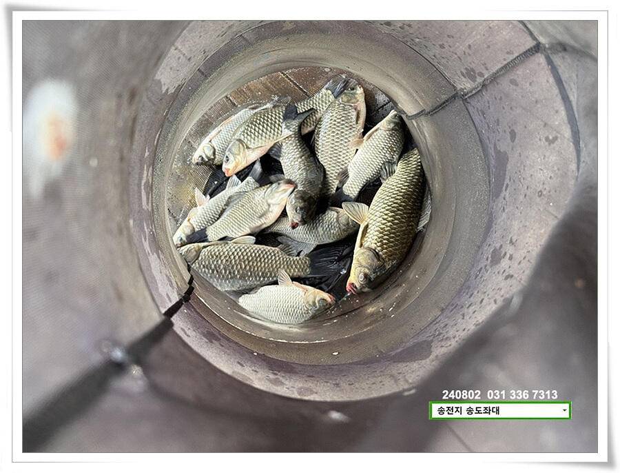 주말 휴일 조황 (유료터정보 - 유료터점주조황)