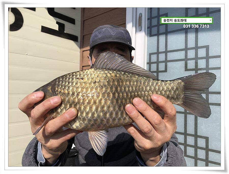 입 벌려 딸기 들어간닷송전지 송도좌대 조황 (유료터정보 - 유료터점주조황)