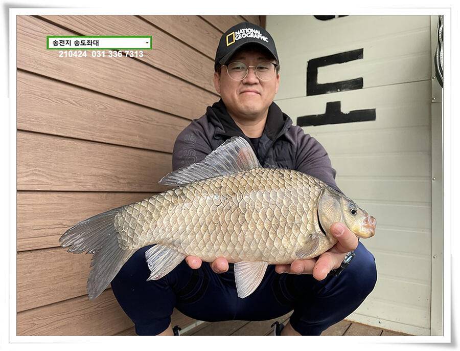 4짜 떡붕어 허리급 마릿수송전지 송도집 좌대 조황 (유료터정보 - 유료터점주조황)