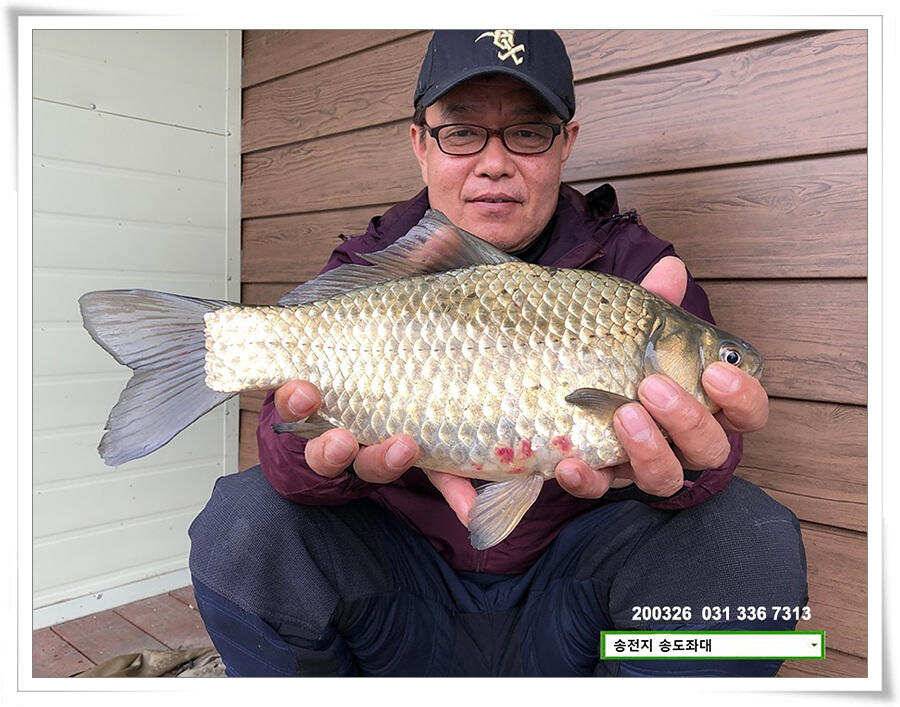 산란 송전지 송도좌대 조황 (유료터정보 - 유료터점주조황)