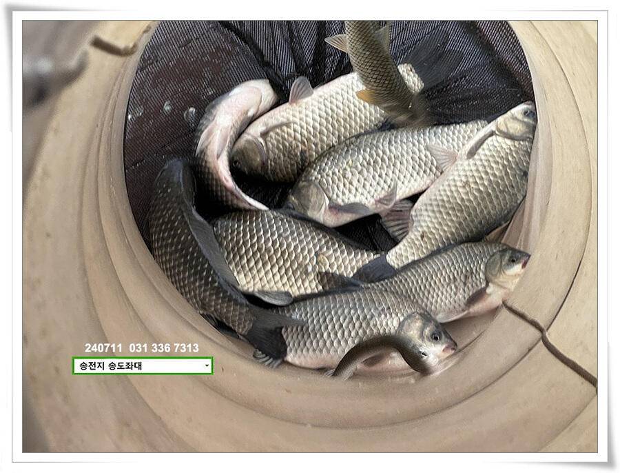 오랜만에 볕 받아내기 (유료터정보 - 유료터점주조황)