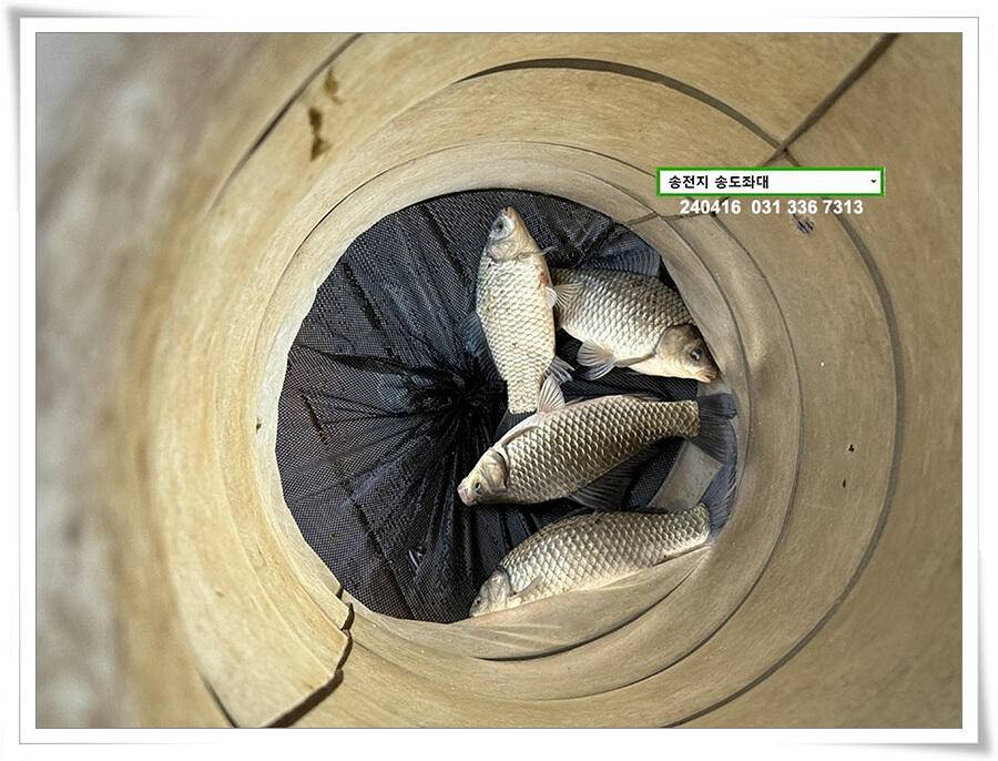 4짜의 산란 (유료터정보 - 유료터점주조황)