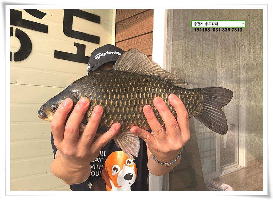 시즌 막바지 (유료터정보 - 유료터점주조황)