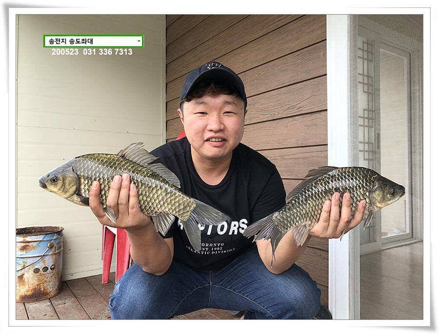 늦바람 난 송전지 조황 (유료터정보 - 유료터점주조황)