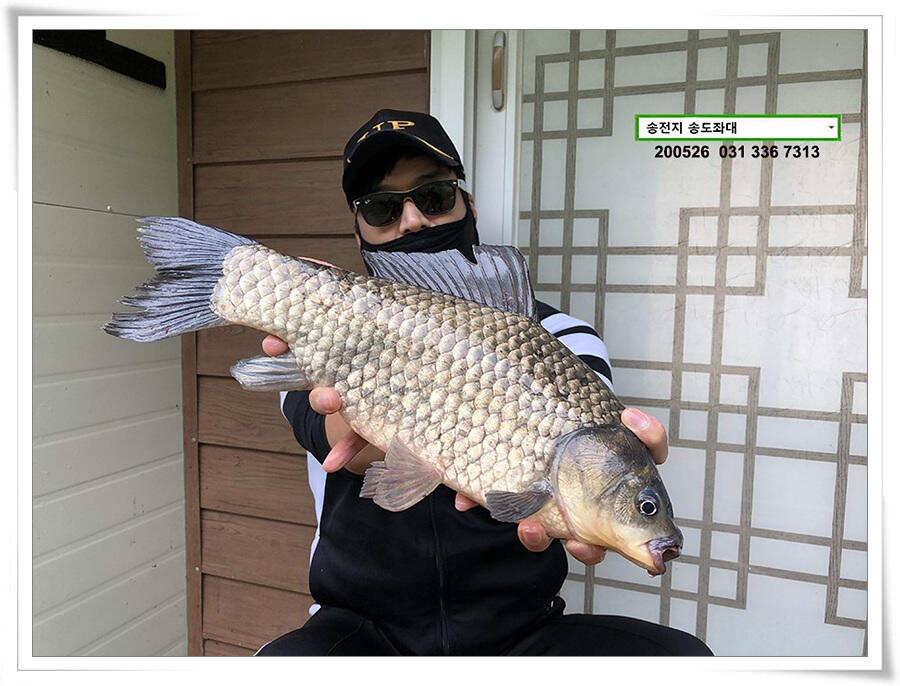 42cm송전지 송도집 좌대 조황 (유료터정보 - 유료터점주조황)