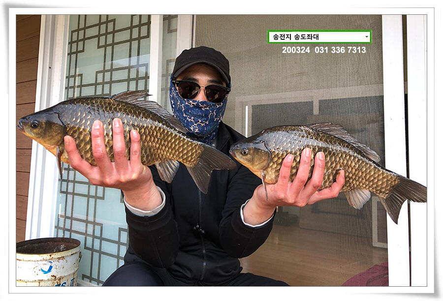 덩어리 등판하는 송전지 송도좌대 조황 (유료터정보 - 유료터점주조황)
