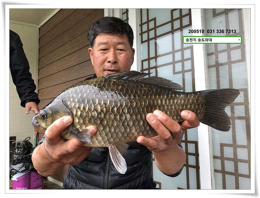 악재에 4짜송전지 송도좌대 조황 (유료터정보 - 유료터점주조황)