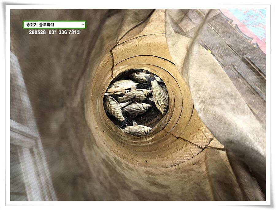 4짜 낚아보기 송전지 송도집 좌대 조황 (유료터정보 - 유료터점주조황)