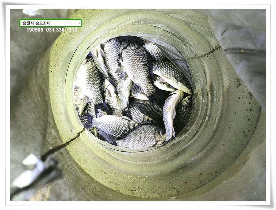송전지 송도좌대 조황 (유료터정보 - 유료터점주조황)