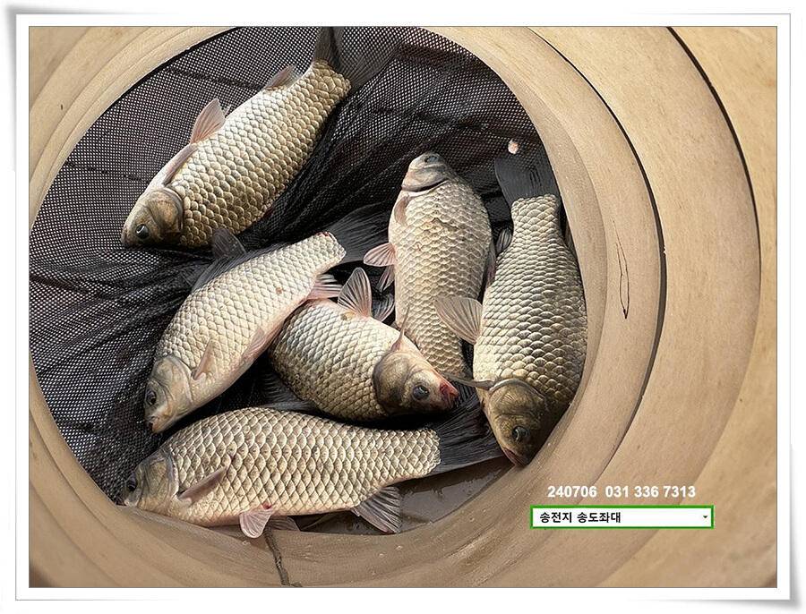 강풍에 허리급 (유료터정보 - 유료터점주조황)